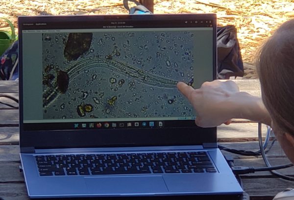 Showing a bacterial feeding nematode on the screen
