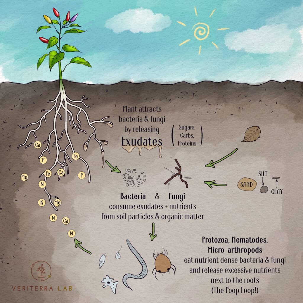Nutrient cycling in the root zone